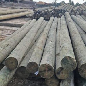 Wood & Timber Pilings